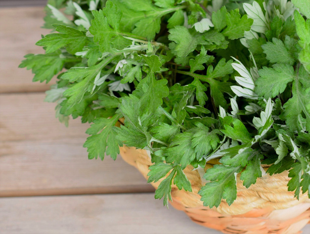 fresh mugwort leaves